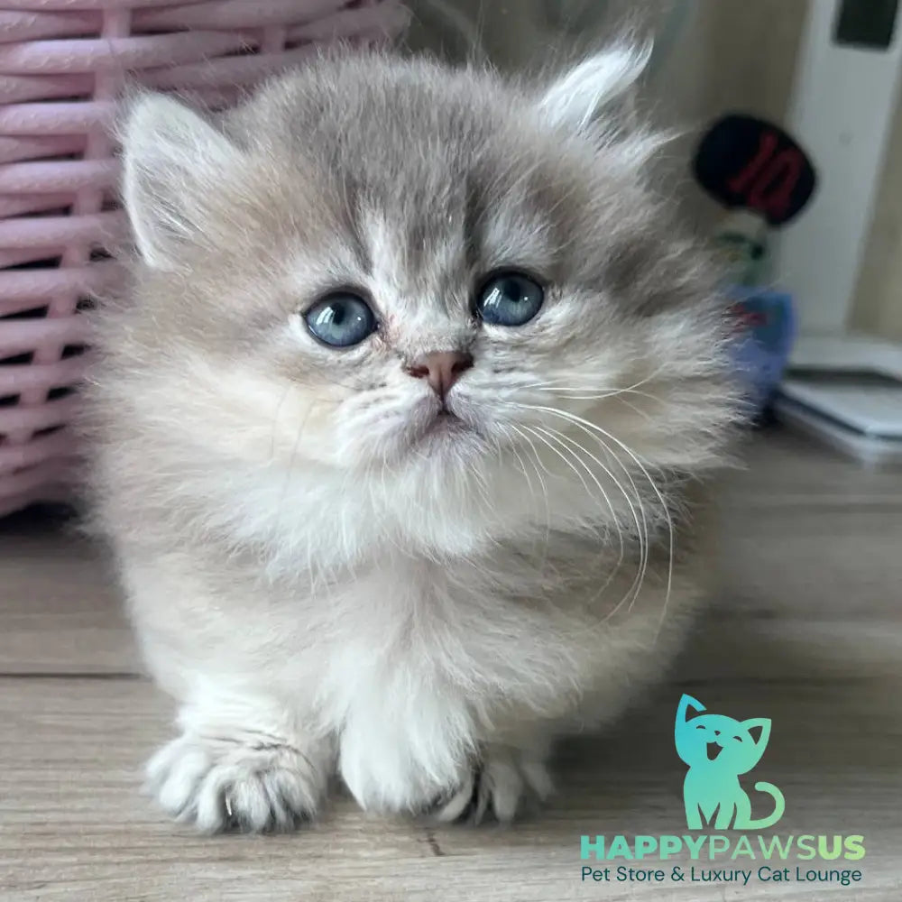 Patrisia Munchkin female blue golden shaded - live animals
