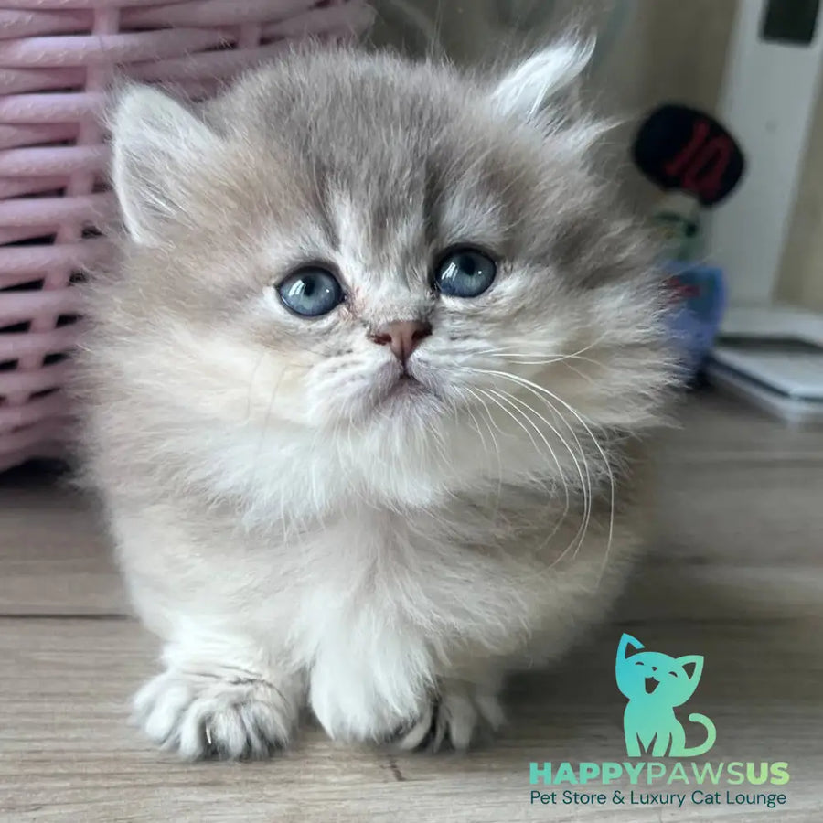 Patrisia Munchkin female blue golden shaded - live animals