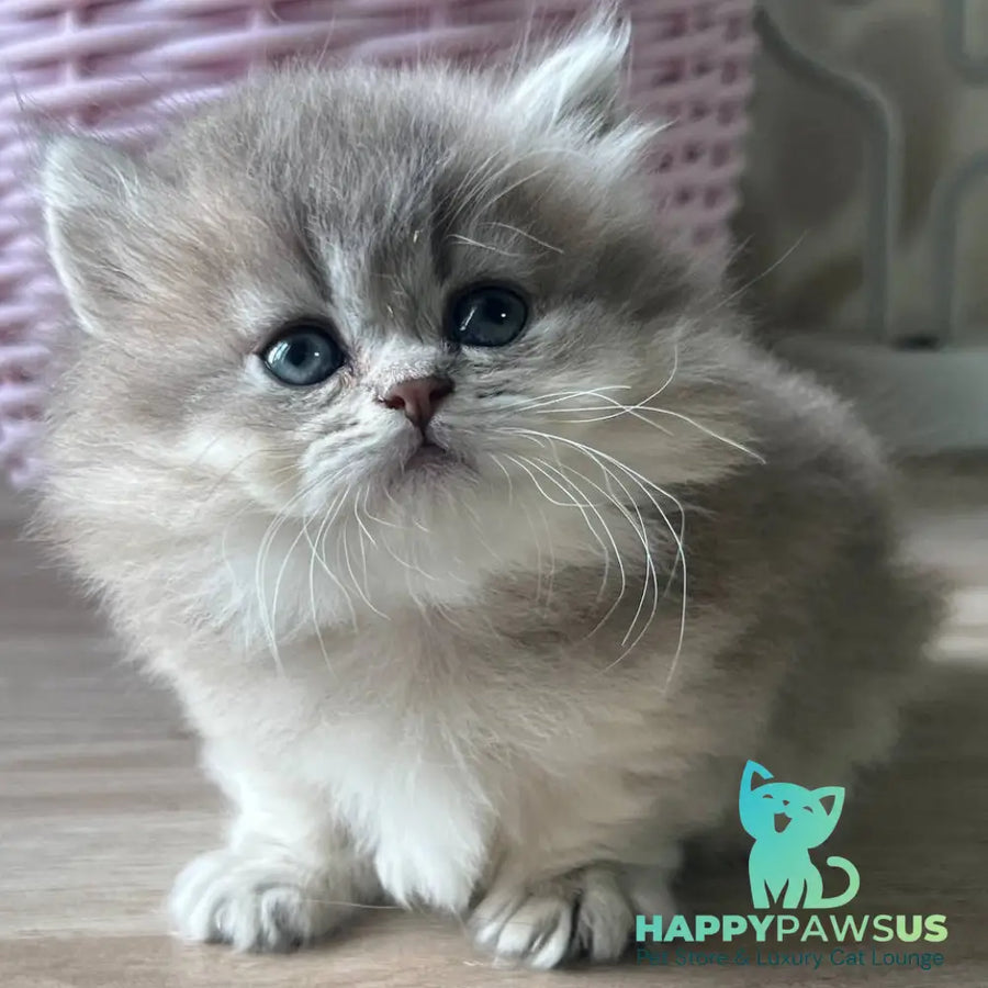 Patrisia Munchkin female blue golden shaded - live animals