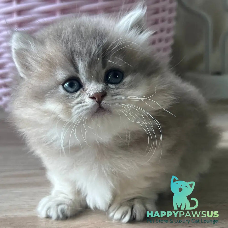 Patrisia Munchkin female blue golden shaded - live animals