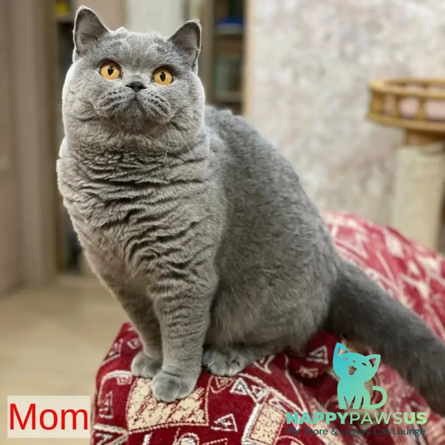 Patrissiya British Shorthair female blue - live animals
