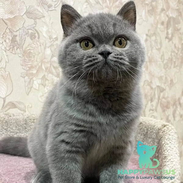 Patrissiya British Shorthair female blue - live animals