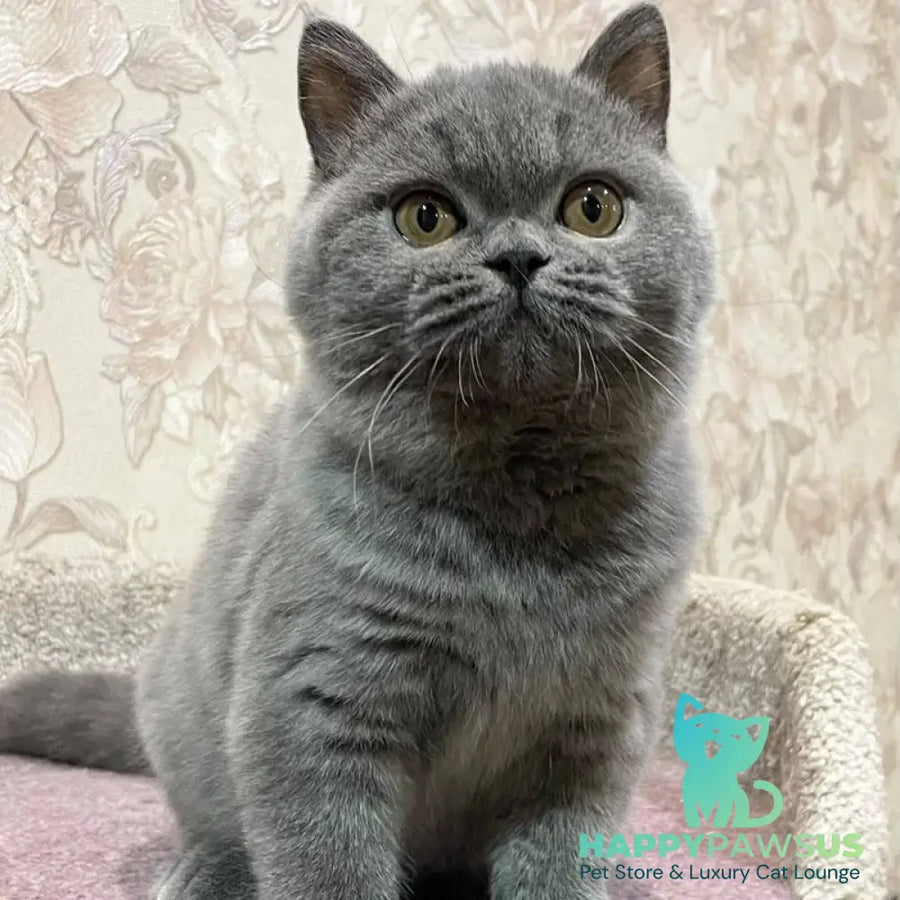 Patrissiya British Shorthair female blue - live animals