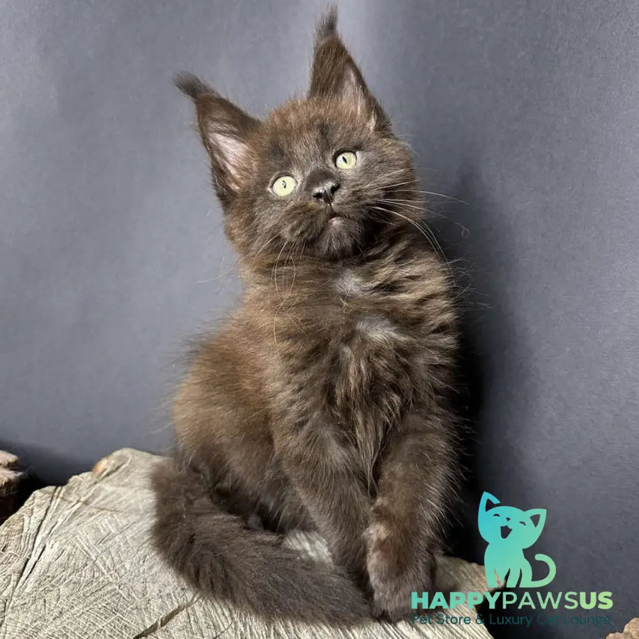 Patron Maine Coon male black - live animals