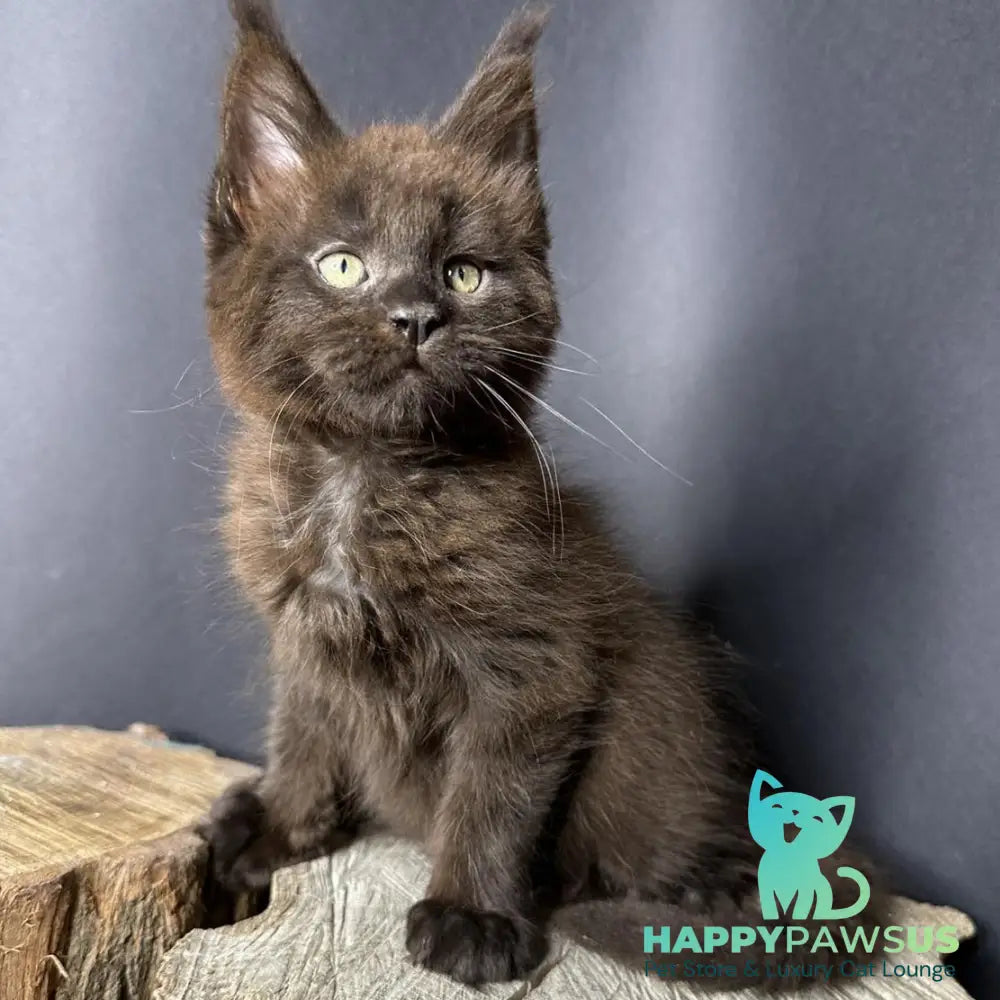 Patron Maine Coon male black - live animals