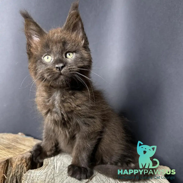 Patron Maine Coon male black - live animals