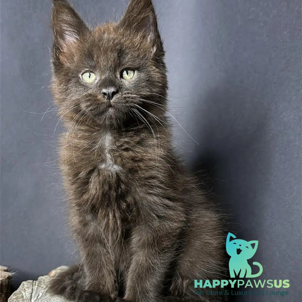 Patron Maine Coon male black - live animals