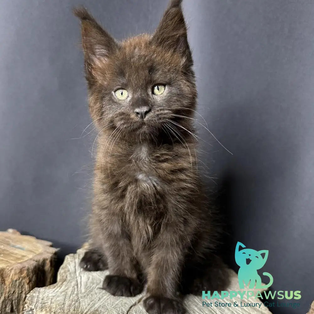Patron Maine Coon male black - live animals