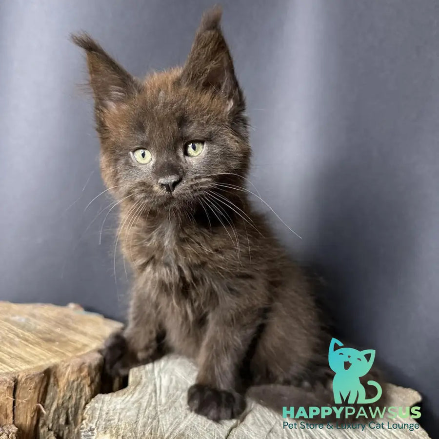 Patron Maine Coon male black - live animals