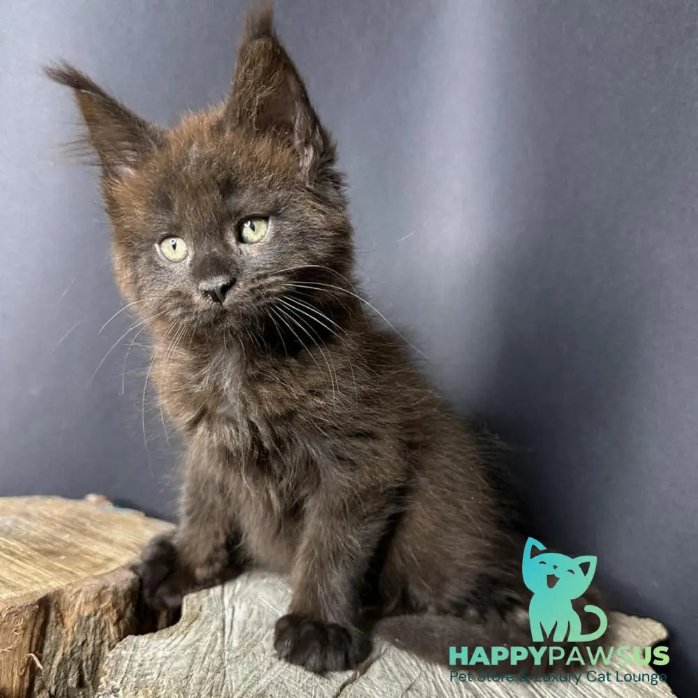 Patron Maine Coon male black - live animals