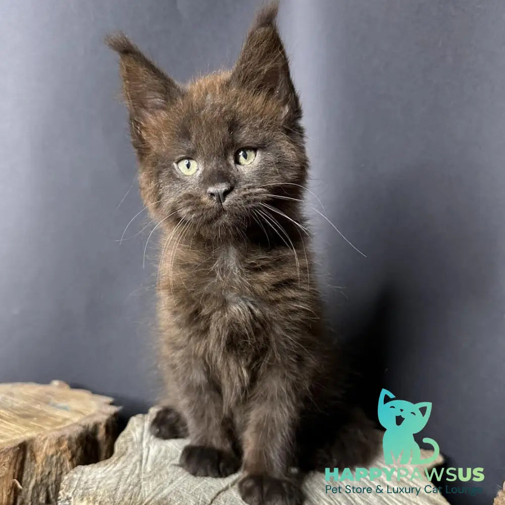 Patron Maine Coon male black - live animals