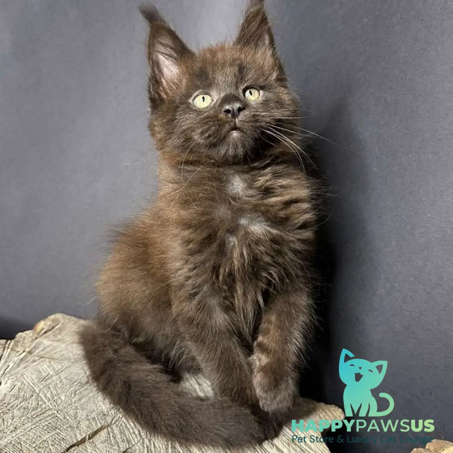 Patron Maine Coon male black - live animals