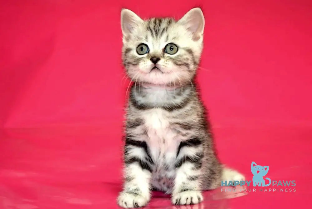Patron Scottish Straight male black silver tabby live animals