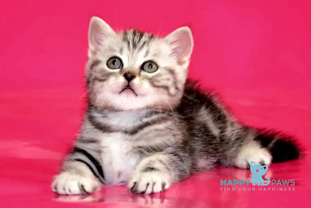 Patron Scottish Straight male black silver tabby live animals