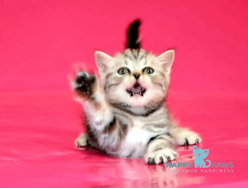 Patron Scottish Straight male black silver tabby live animals