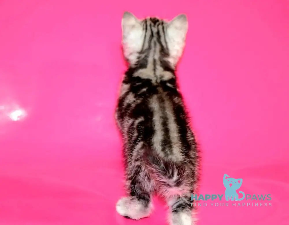 Patron Scottish Straight male black silver tabby live animals