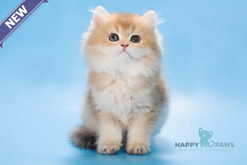 Patry British Longhair female black golden ticked tabby live animals