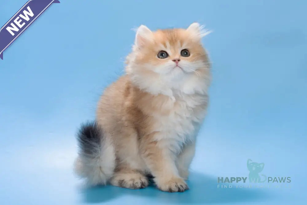 Patry British Longhair female black golden ticked tabby live animals