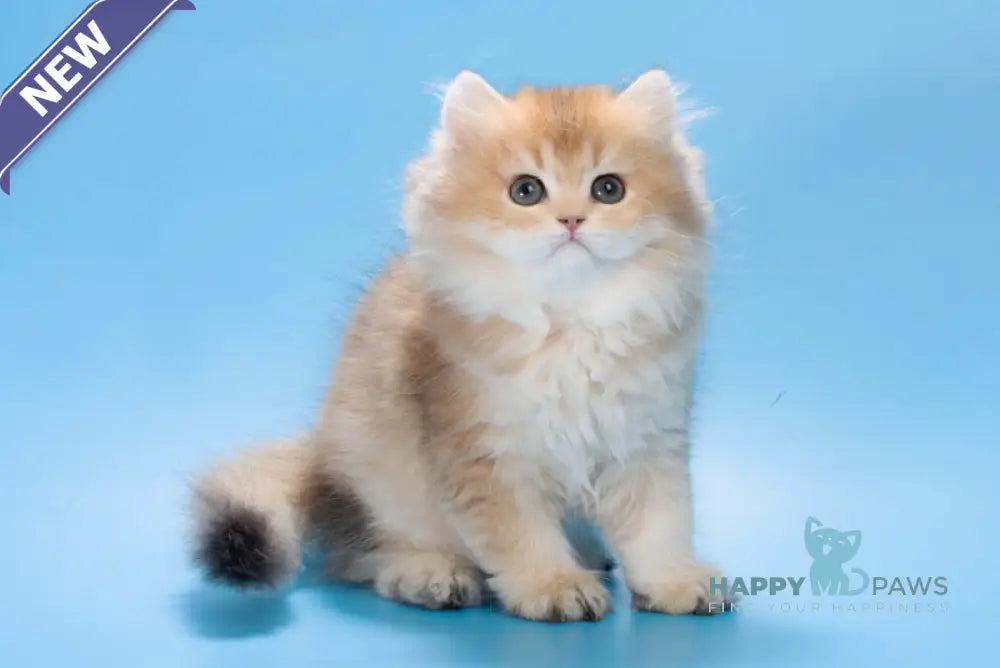 Patry British Longhair female black golden ticked tabby live animals