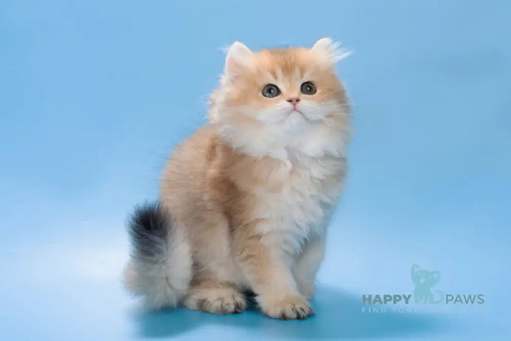 Patry British Longhair female black golden ticked tabby live animals