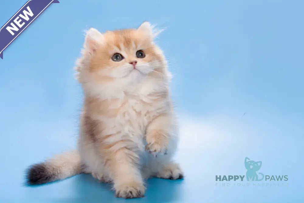 Patry British Longhair female black golden ticked tabby live animals