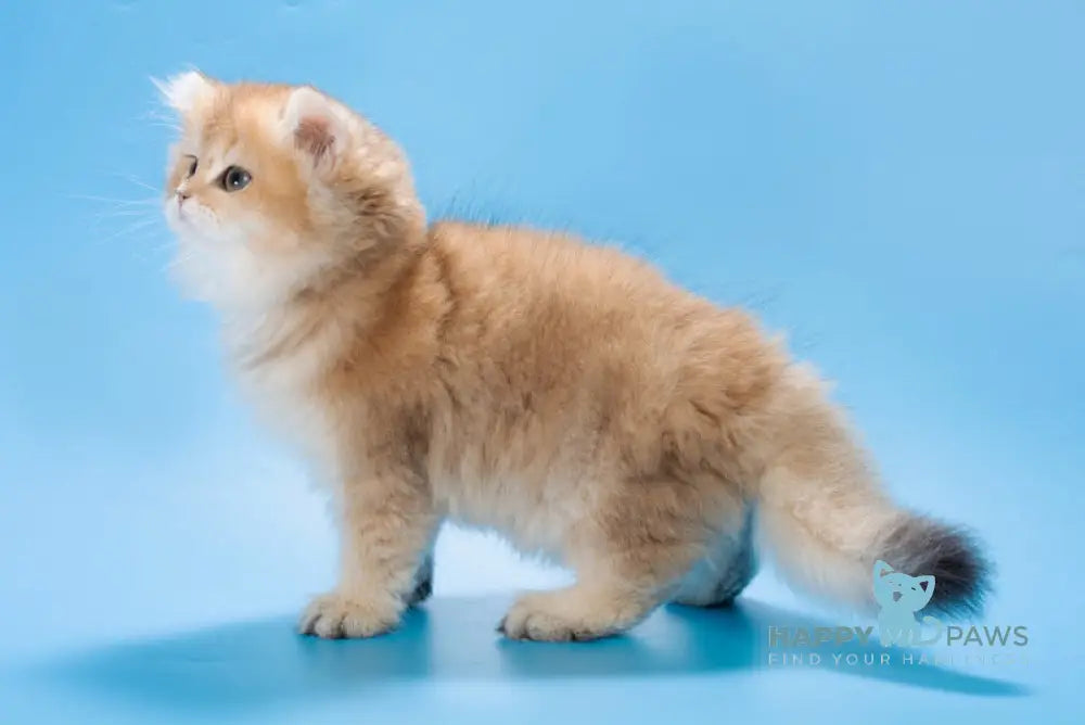 Patry British Longhair female black golden ticked tabby live animals