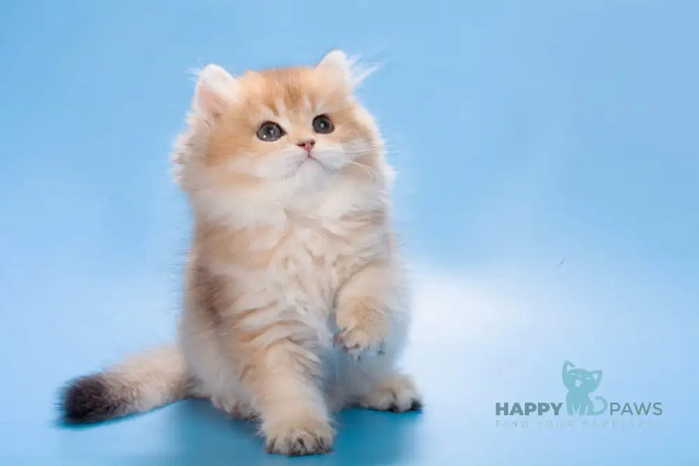 Patry British Longhair female black golden ticked tabby live animals