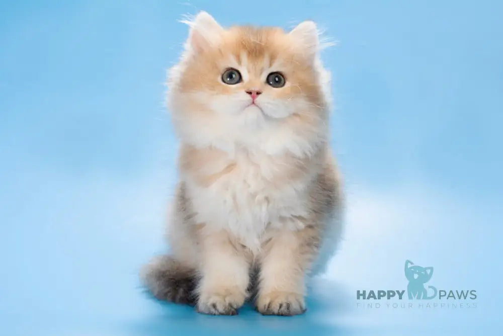 Patry British Longhair female black golden ticked tabby live animals