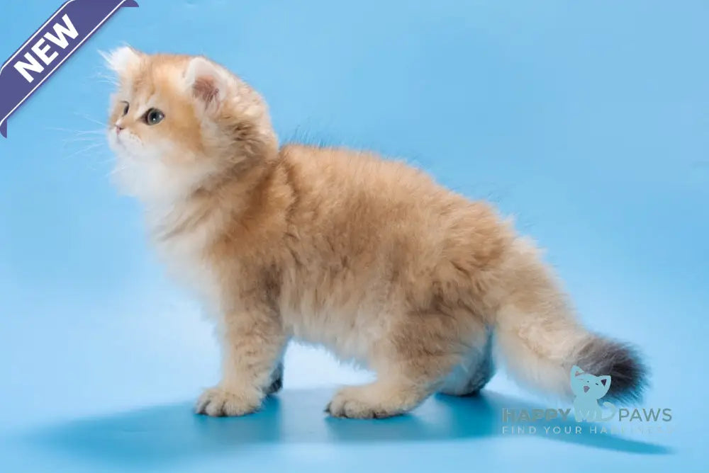 Patry British Longhair female black golden ticked tabby live animals