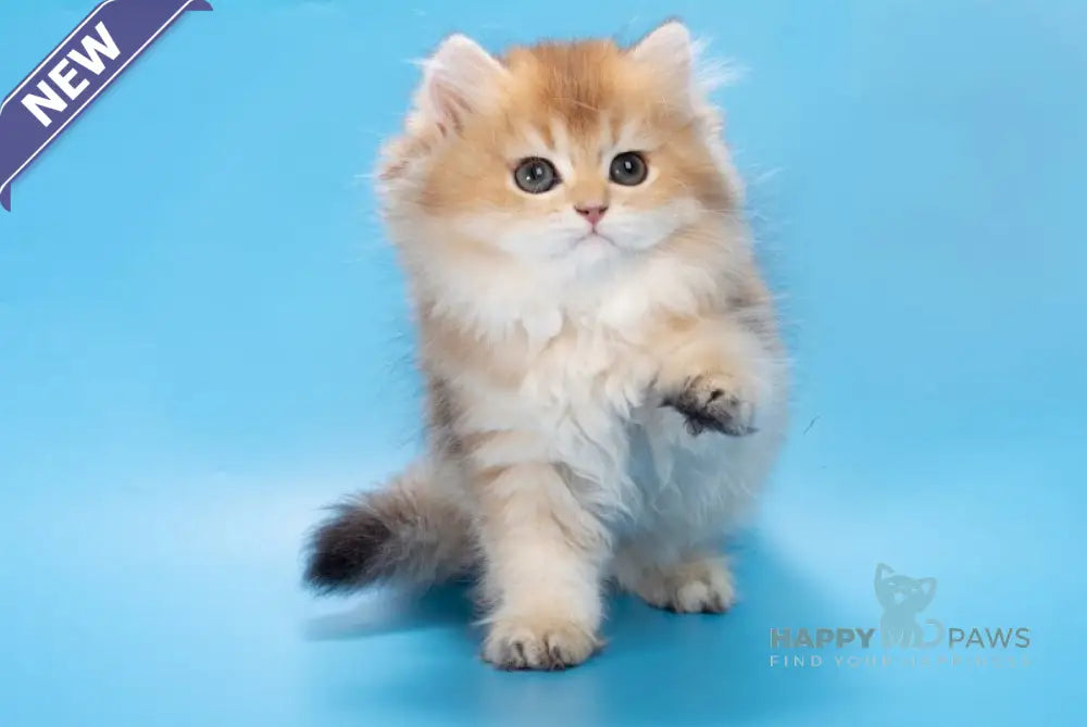 Patry British Longhair female black golden ticked tabby live animals