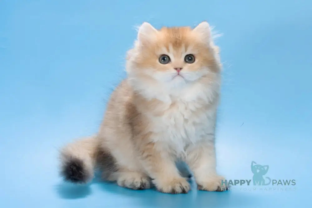 Patry British Longhair female black golden ticked tabby live animals