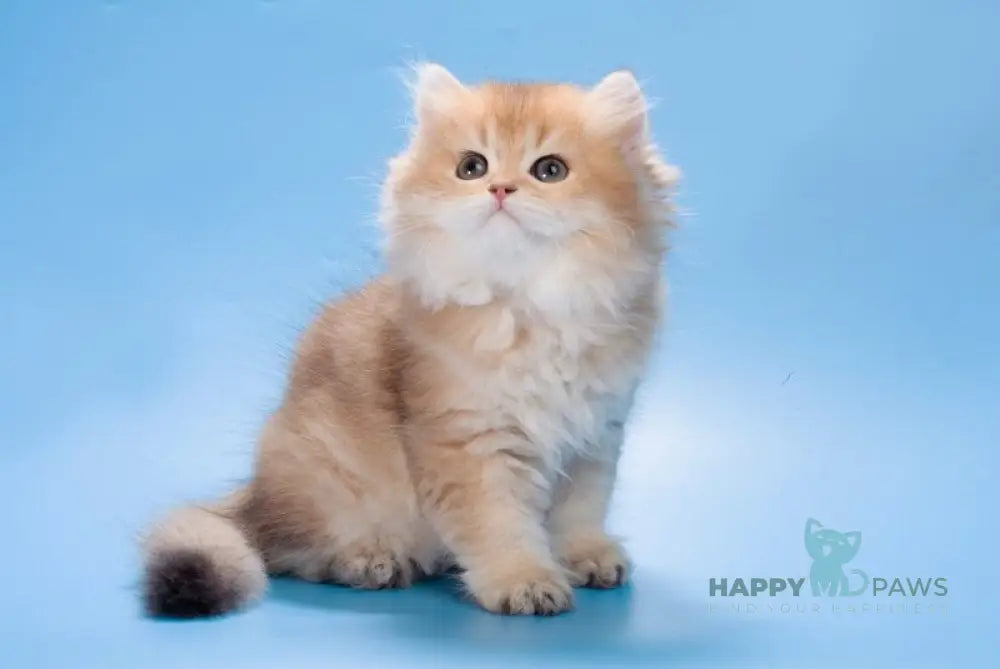Patry British Longhair female black golden ticked tabby live animals