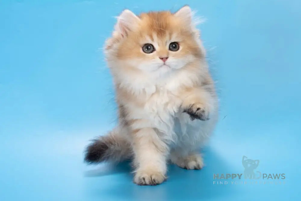 Patry British Longhair female black golden ticked tabby live animals