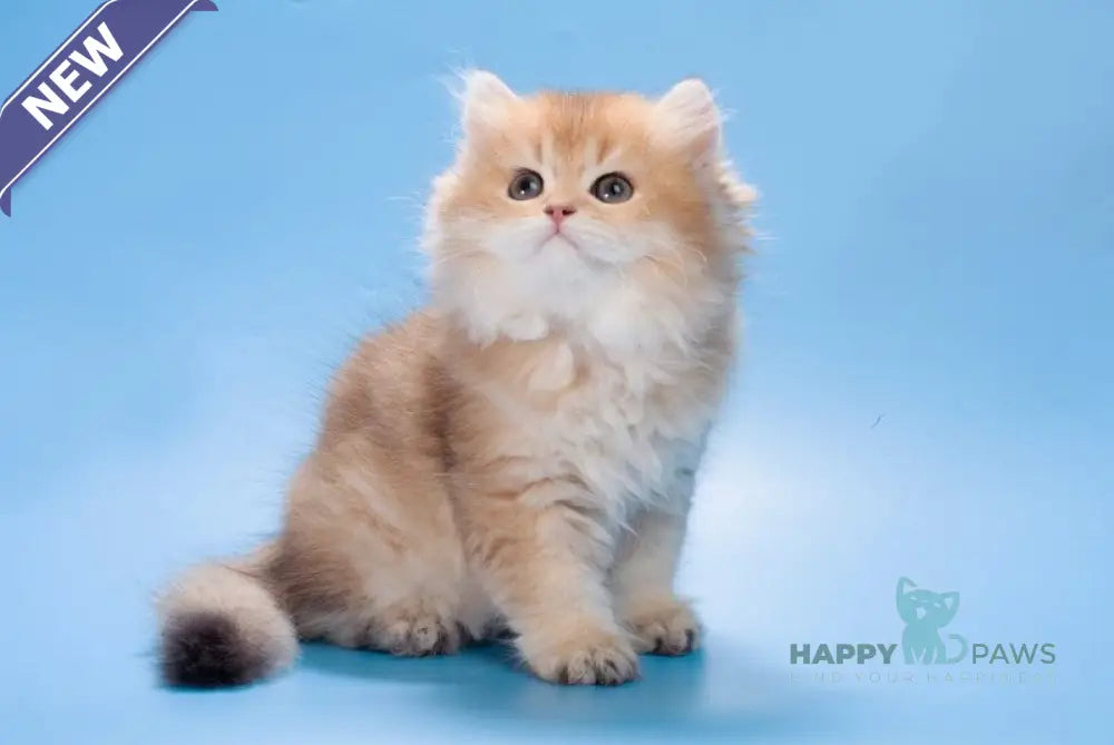 Patry British Longhair female black golden ticked tabby live animals