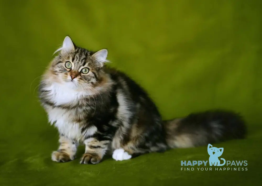 Patti Siberian male black tabby with white live animals