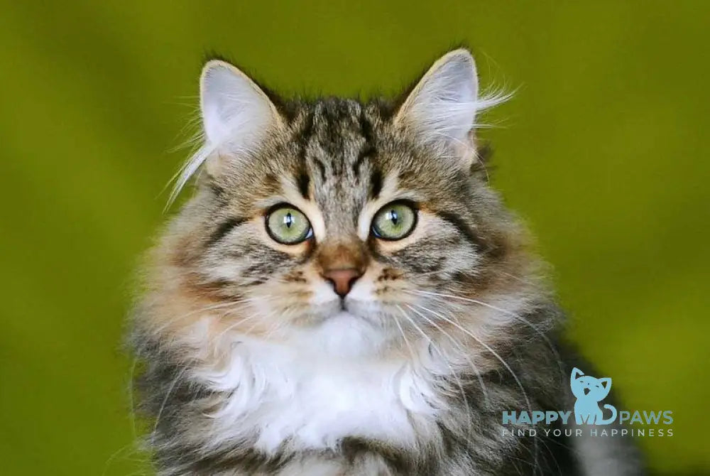 Patti Siberian male black tabby with white live animals