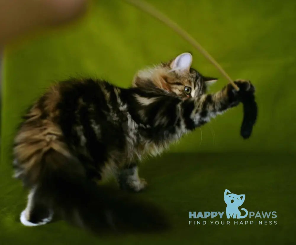 Patti Siberian male black tabby with white live animals