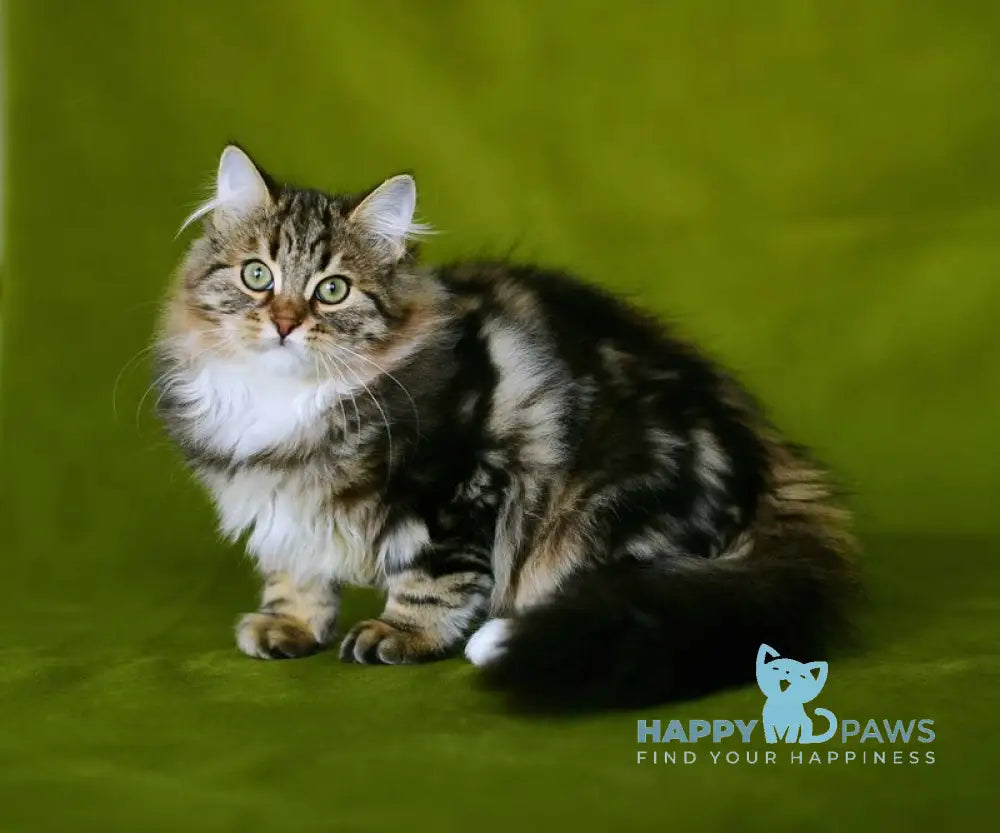 Patti Siberian male black tabby with white live animals