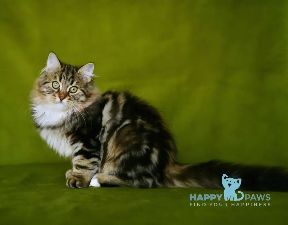 Patti Siberian male black tabby with white live animals