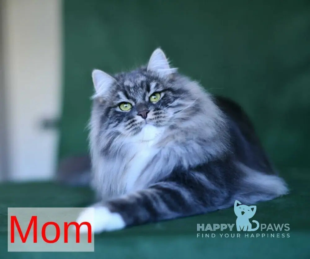 Patti Siberian male black tabby with white live animals