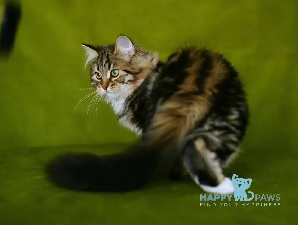 Patti Siberian male black tabby with white live animals