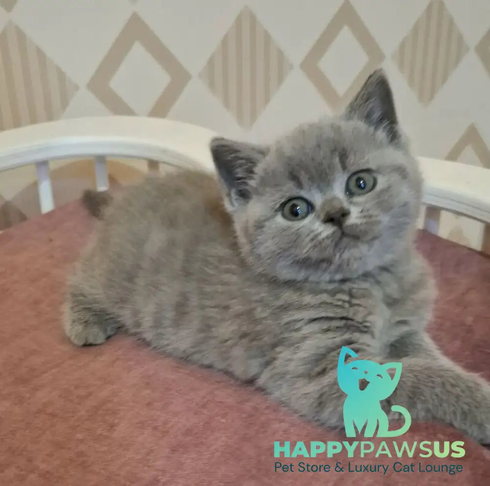 Paul British Shorthair male blue live animals