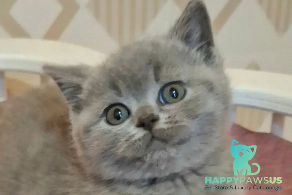 Paul British Shorthair male blue live animals