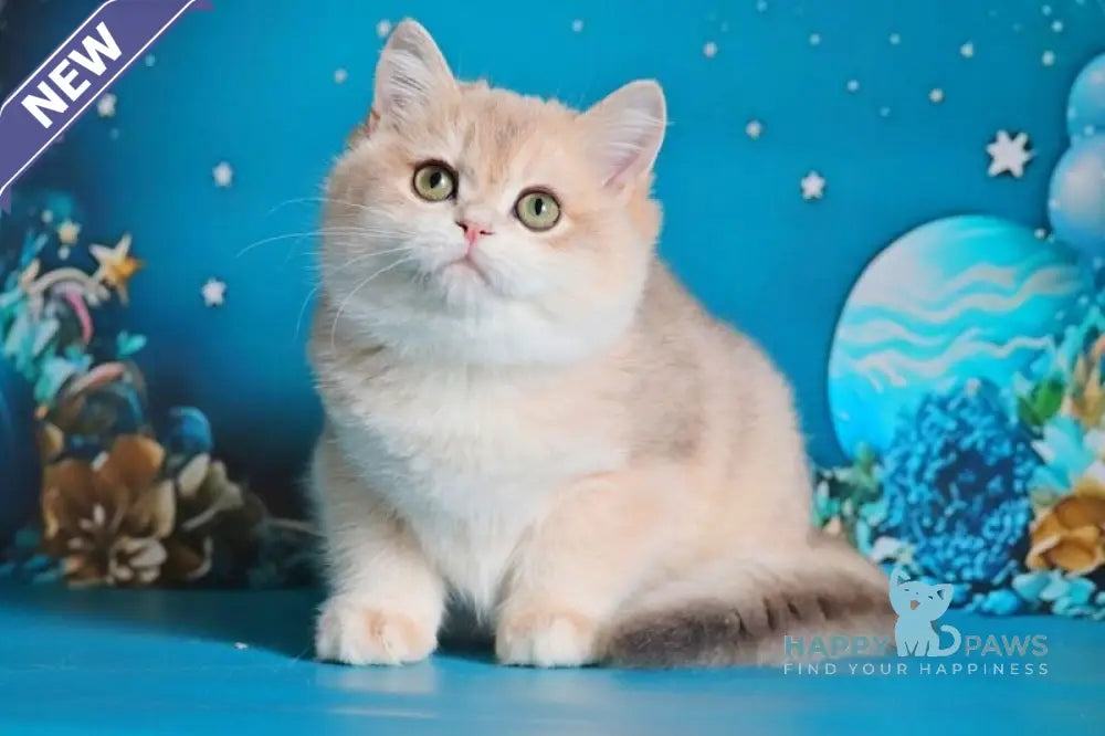 Paul British Shorthair male blue golden chinchilla live animals