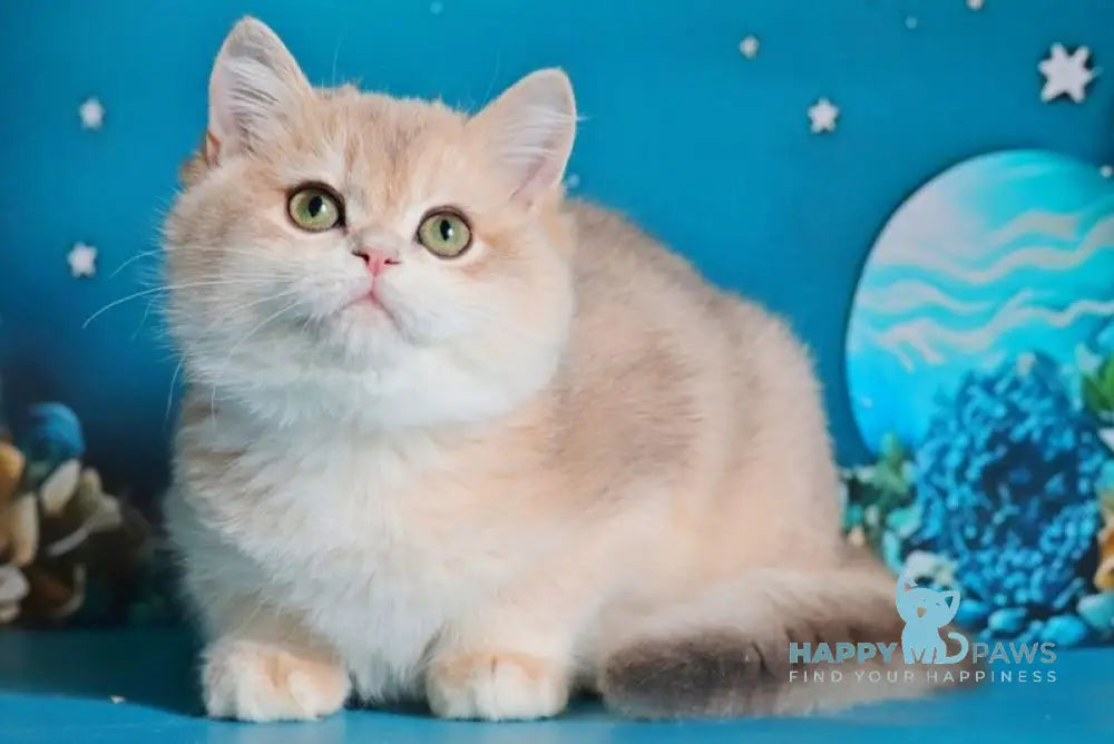 Paul British Shorthair male blue golden chinchilla live animals