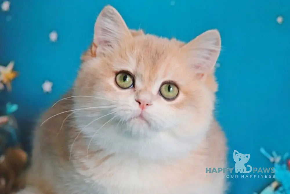 Paul British Shorthair male blue golden chinchilla live animals