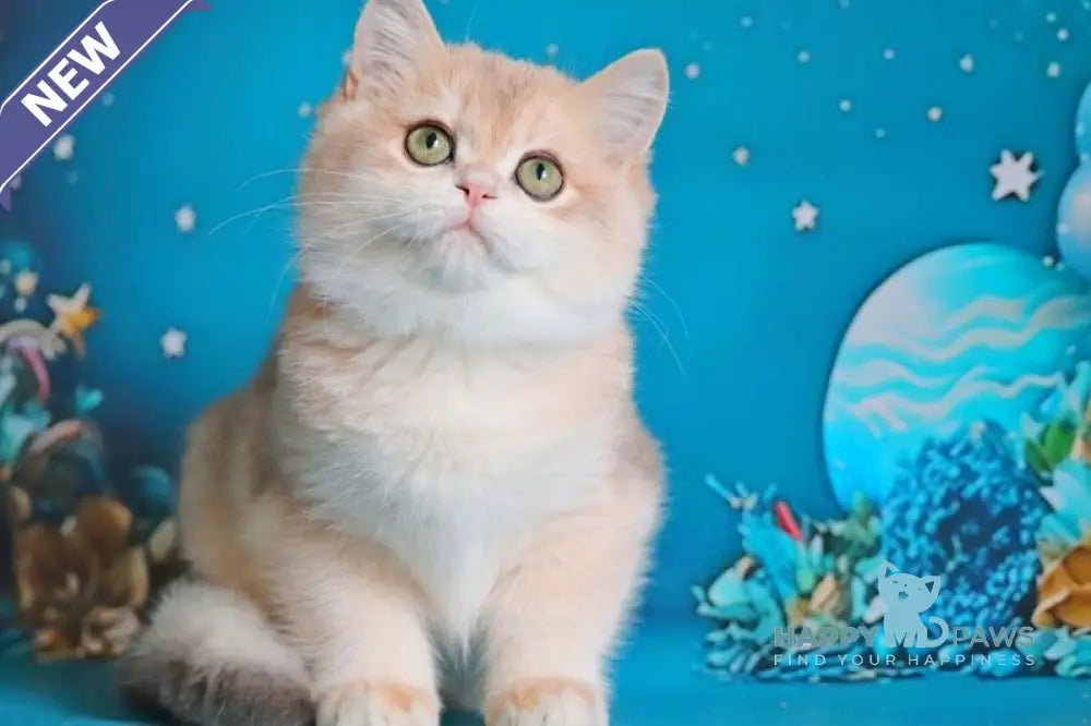 Paul British Shorthair male blue golden chinchilla live animals