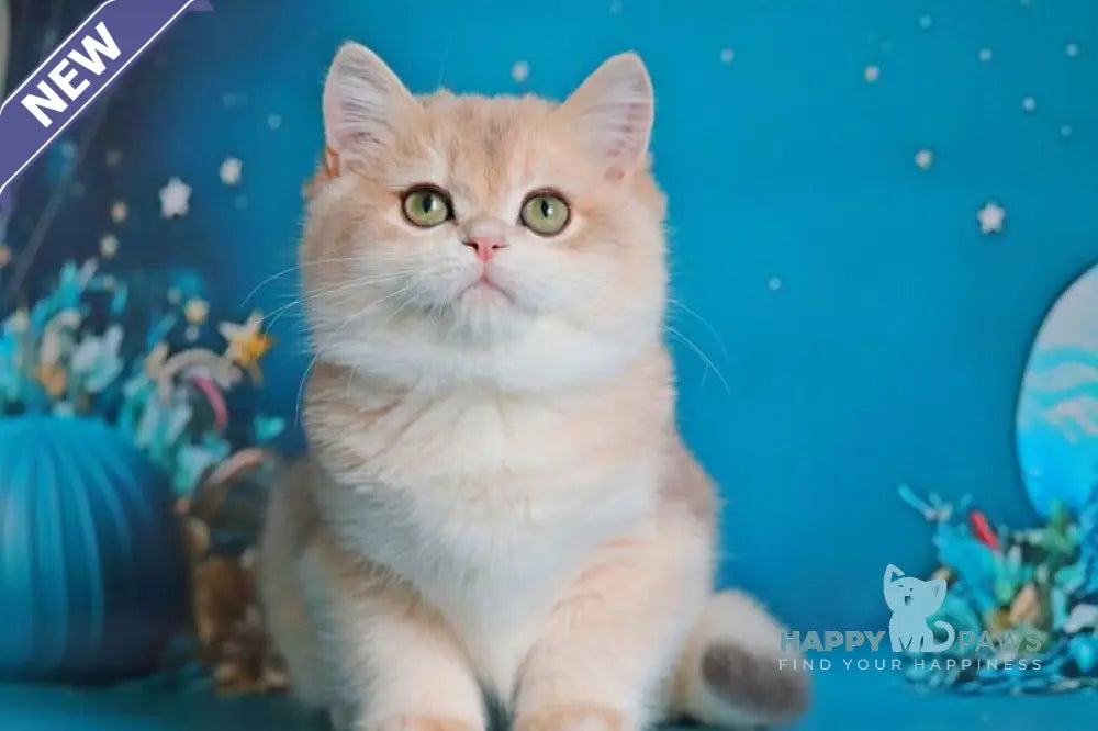 Paul British Shorthair male blue golden chinchilla live animals