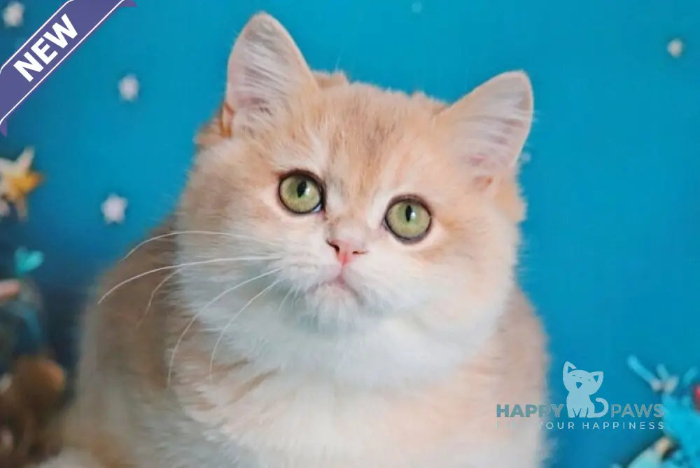 Paul British Shorthair male blue golden chinchilla live animals