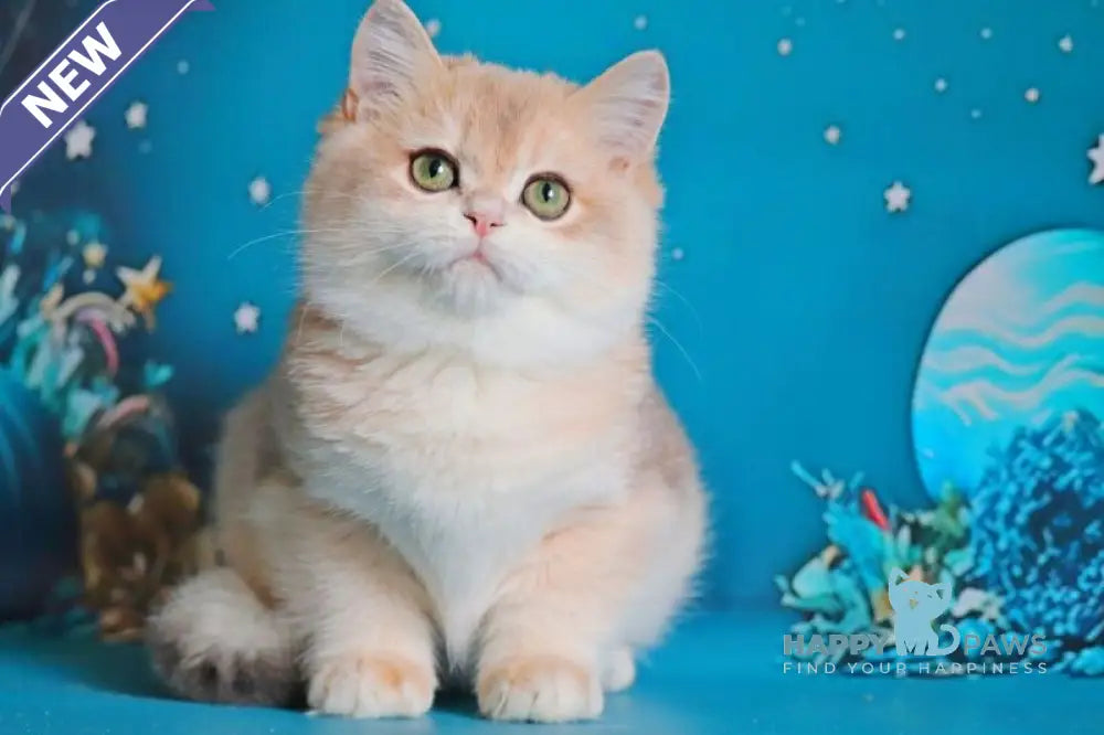 Paul British Shorthair male blue golden chinchilla live animals